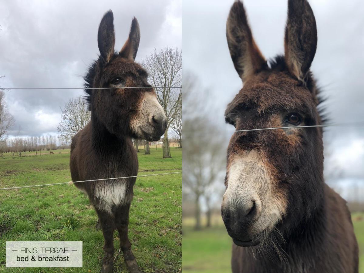 Appartement Aan Puyenbroeck Wachtebeke Esterno foto